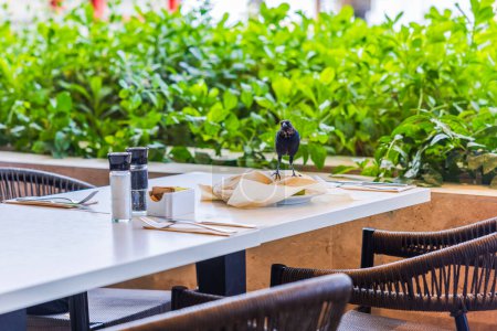 View of a tropical bird sitting on a table in a restaurant amid remnants of food and dirty dishes. Curacao.