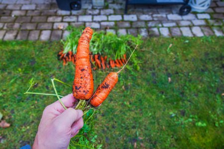 Vue rapprochée de la main d'une personne tenant des carottes fraîchement récoltées du jardin.