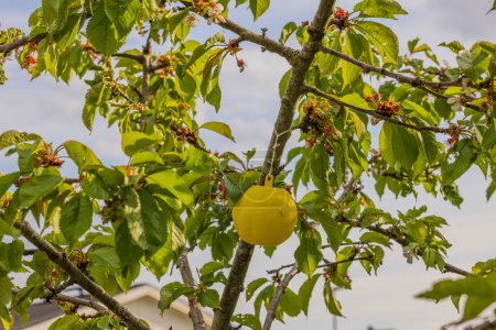 Nahaufnahme einer gelben klebrigen Kunststoff-Insektenfalle auf einem Kirschbaum.