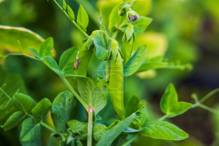 Close-up view of peas growing on a pea bush.
