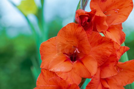 Close-up view of a red gladiolus in the garden on a bright summer day.