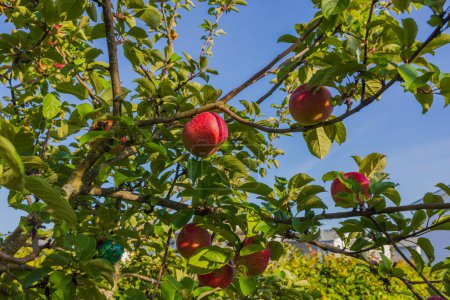 Téléchargez les photos : Belle vue sur un jardin avec des pommes poussant sur un arbre par une belle journée ensoleillée. - en image libre de droit