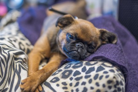 Close-up view of the cute face of a Brussels Griffon puppy lying on a pillow on the table. Sweden.