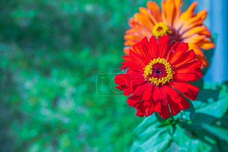 Close up view of colorful Zinnia elegans flowers against a blurred green background.
