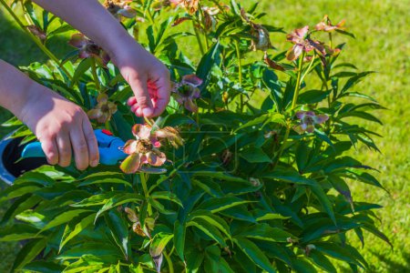 Close-up view of a child's hands using garden scissors to prune a peony bush.