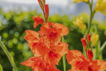 Close up view of blossom red gladiolus in garden.