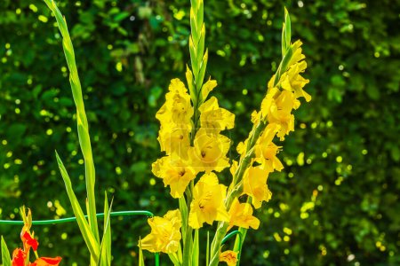 Close up view of blossom flowers yellow gladiolus in garden.