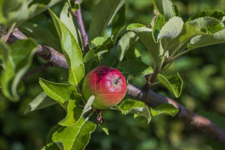 Téléchargez les photos : Vue rapprochée des branches de pommier aux pommes rouges par une chaude journée ensoleillée d'été. - en image libre de droit