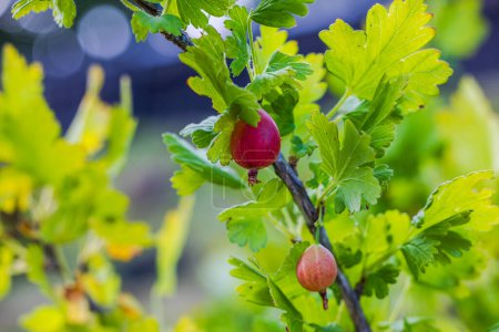 Close up view on branch of bush with red gooseberries in garden.