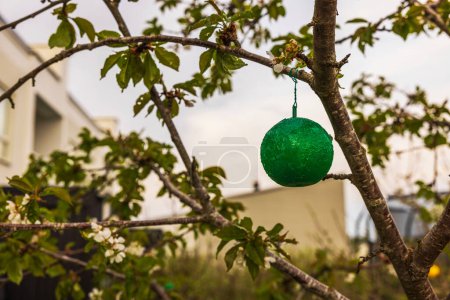 lose-up view of a green sticky plastic insect trap on an apple tree in the garden.