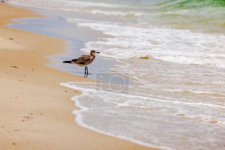 Einsame Möwe steht am Ufer des Sandstrandes in der Nähe der sanften Wellen des Atlantiks.
