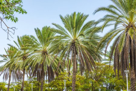 Hermosa vista de los cocoteros en un parque sobre el telón de fondo de un cielo despejado en la isla de Curazao.