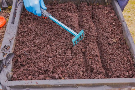 Close-up of a man's hands in rubber gloves leveling the soil in a garden bed with a garden rake, after planting early spring radish seeds. Sweden.