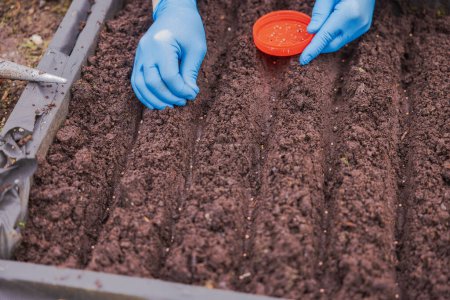Close-up view of person's hands wearing rubber gloves planting radish seeds in rows in garden bed. Sweden.