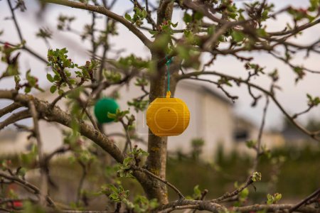 lose-up view of a yellow and green sticky plastic insect trap on an apple tree in the garden.