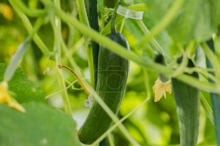 Photo for Close-up view of cucumber plants thriving inside the greenhouse. - Royalty Free Image