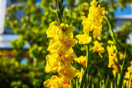 Macro view of vibrant yellow gladiolus flowers blooming in the garden.