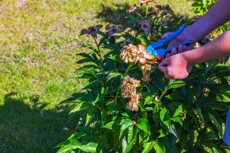 Close-up of a child's hands trimming a peony bush with garden scissors.