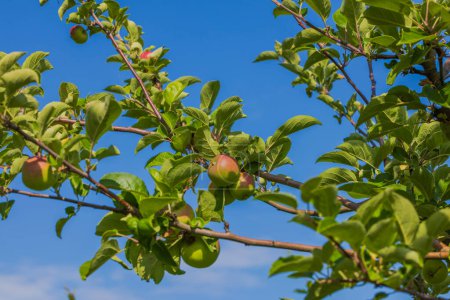 Téléchargez les photos : Gros plan des branches de pommier aux pommes rouges sur fond de ciel bleu par une journée ensoleillée d'été. - en image libre de droit