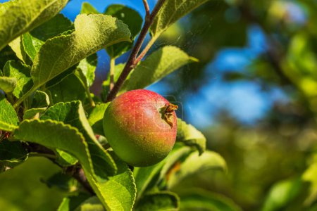 Nahaufnahme eines roten Apfels auf einem Apfelbaumzweig vor dem Hintergrund von Spinnweben.