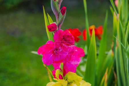 Close-up shot of vibrant red gladiolus blooms with a softly blurred green backdrop.