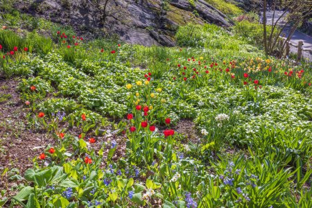 Foto de Hermosa vista de flores de primavera, tulipanes y narcisos que florecen al pie de la montaña en el parque. Estados Unidos. - Imagen libre de derechos