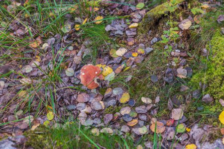 Nahaufnahme des brüchigen Kiemenpilzes mit roter Kappe, der im Wald wächst.