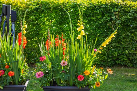 Gorgeous view of garden yellow, red gladioli and asters blooming in flower boxes.