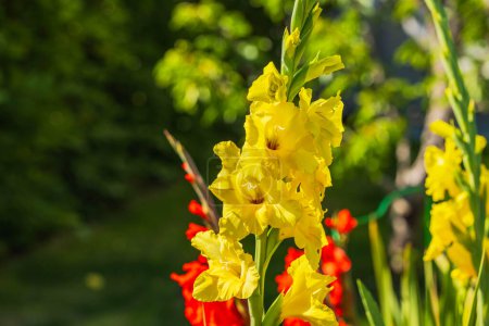 Close up view of yellow gladiolus flowers in a garden on a summer sunny day.