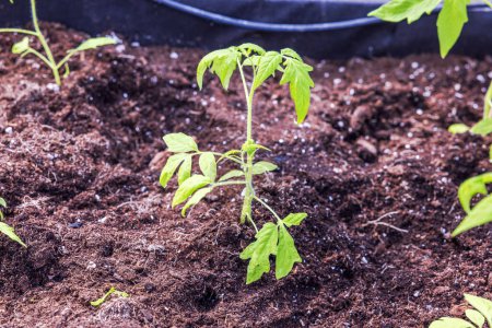 Close-up view of planted tomato seedlings in greenhouse bed. 