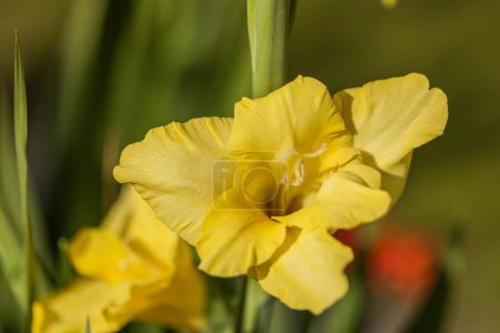 Macro view of a yellow gladiolus flower on a sunny summer day.