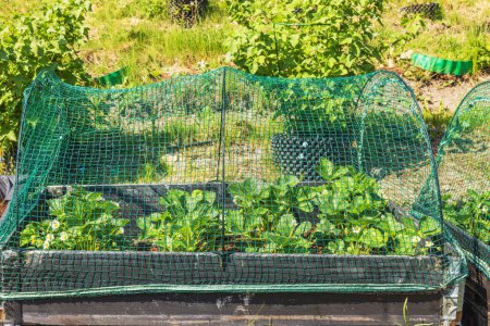 Close-up view of a garden with a raised strawberry bed covered with bird netting. Sweden.