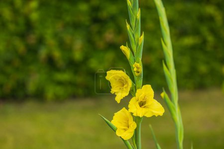 Close-up view of blooming yellow gladiolus flowers in the garden.