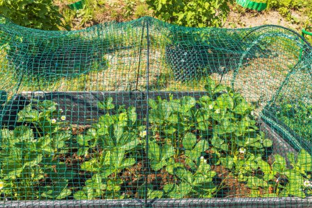 Close-up view of a garden bed with strawberry plants protected by a green net, in a backyard. Sweden.