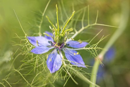 Detail in nature. Closeup view of Nigella damascena. Miss Jekyll Blue flower.  Horizontally. 