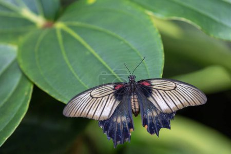 View from above of Southeast Asian Great Mormon butterfly sitting  on green plant with open wings. Horizontally. 
