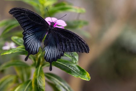Schwarz geflügelter Schmetterling, der auf einer rosa Blume ruht. Horizontal.
