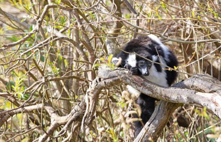 Foto de Lémur rufo blanco y negro endémico (Varecia variegata subcincta) - Imagen libre de derechos