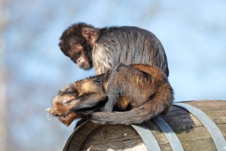 Foto de Capuchino bellid dorado (Sapajus xanthosternos) sentado en un barril, par - Imagen libre de derechos