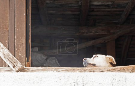 Foto de Perro solitario mira por la ventana, Italia - Imagen libre de derechos