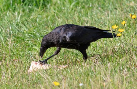 Foto de Cuervo europeo de carroña negra (Corvus Corone) alimentándose de una carca - Imagen libre de derechos