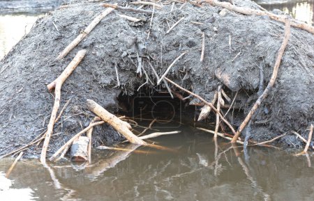 Photo for Entrance to a beaver burrow in winter, in the water - Royalty Free Image
