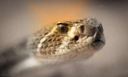 Photo for Western diamondback rattlesnake (Crotalus atrox), selective focus - Royalty Free Image