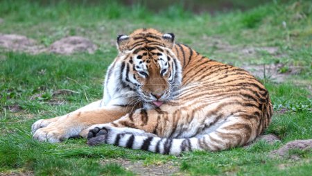 Amour tigre sur l'herbe verte - Grand chat dangereux