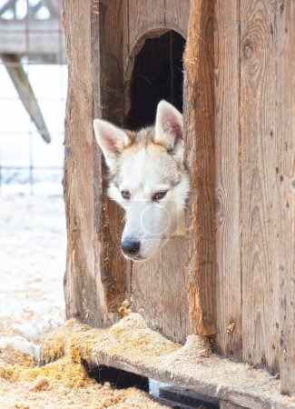 Husky-Hund in einem Holzzwinger im Schnee, Lappland