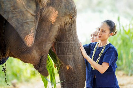 Closeup beautiful rural Thai woman touching and play with trunk of Asian elephant on blurred background.