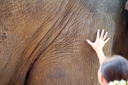 Gros plan et vue arrière de belle femme thaïlandaise rurale toucher et jouer avec la jambe de l'éléphant d'Asie