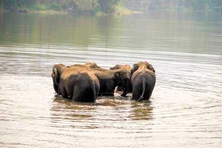 Herde oder Gruppe asiatischer Elefanten beim Baden im Fluss des Waldes im nördlichen Nationalpark.