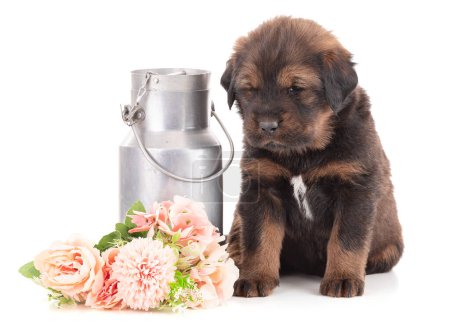 Photo for Puppy from a tibet dogue farm next to flowers and an old milk bottle on a white background - Royalty Free Image