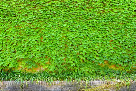 Photo for Green wall background of Boston ivy, Parthenocissus tricuspidata - Royalty Free Image